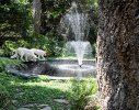 A circular pond and fountain supply movement and ambience to the forest walk