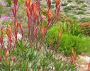 Foliage colour and texture insure year - round interest