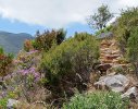 Pathway through endemic vegetation