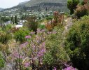 A large degree of local vegetation re-establshed itself with the removal of alien invasives